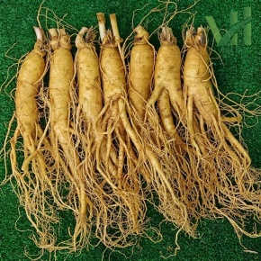 Sâm tươi Hàn Quốc 7 củ 700 gram – Sâm loại 1