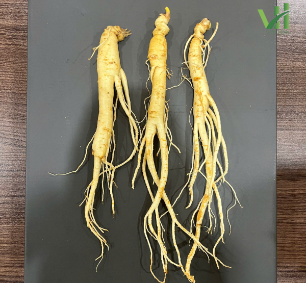 Sâm tươi Hàn Quốc 14 củ 700 gram loại 1
